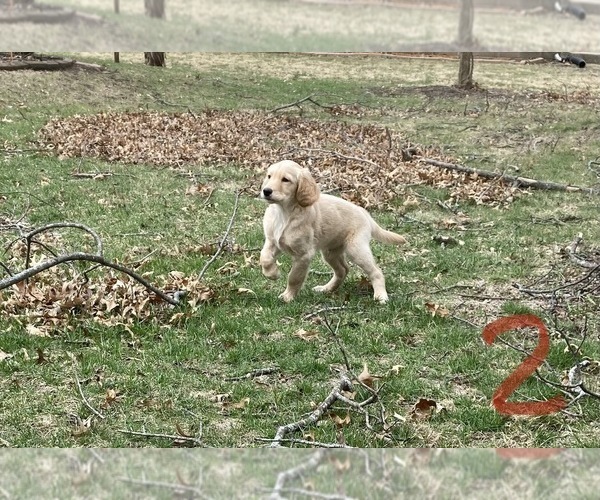 Medium Photo #2 Goldendoodle Puppy For Sale in STILLMAN VALLEY, IL, USA