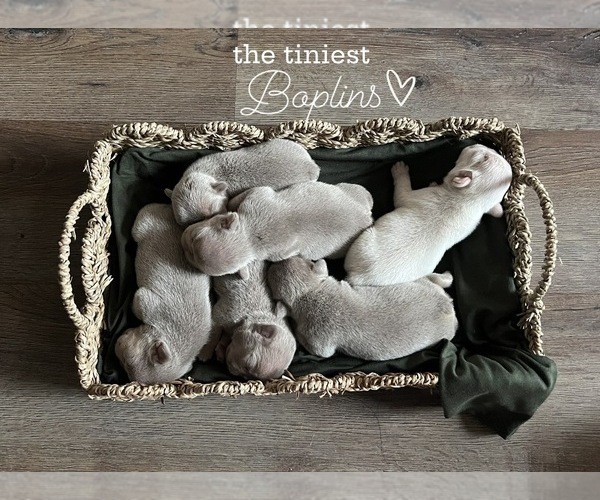 Medium Photo #1 French Bulldog Puppy For Sale in BELLE CHASSE, LA, USA