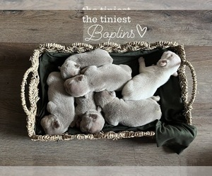 French Bulldog Puppy for sale in BELLE CHASSE, LA, USA