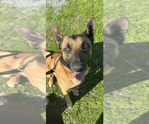 German Shepherd Dog-Unknown Mix Dogs for adoption in Imlay City, MI, USA