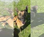 Small German Shepherd Dog Mix