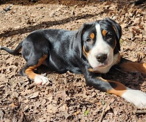 Greater Swiss Mountain Dog Puppy for Sale in PHOENIX, New York USA