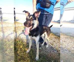 Huskies -Unknown Mix Dogs for adoption in Evansville, IN, USA