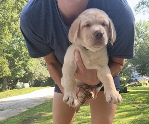 Labrador Retriever Puppy for sale in JASPER, GA, USA