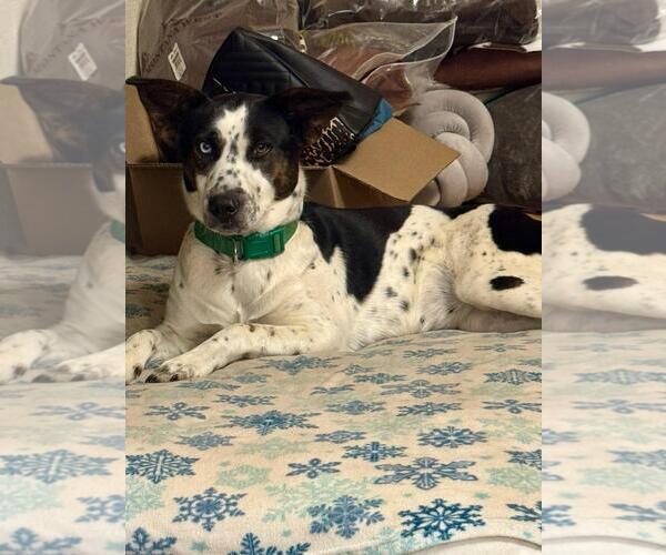 Medium Photo #3 Aussiedor Puppy For Sale in Wakefield, RI, USA