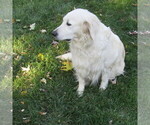 Small Photo #15 English Cream Golden Retriever Puppy For Sale in NORTHWOOD, OH, USA