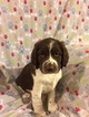 Small Photo #1 English Springer Spaniel Puppy For Sale in SPRINGFIELD, OH, USA