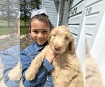 Puppy Prince Henry Goldendoodle