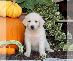 English Cream Golden Retriever Puppy for sale in QUARRYVILLE, PA, USA