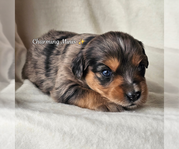Medium Photo #5 Miniature Australian Shepherd Puppy For Sale in GILBERT, AZ, USA
