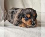 Small #4 Miniature Australian Shepherd