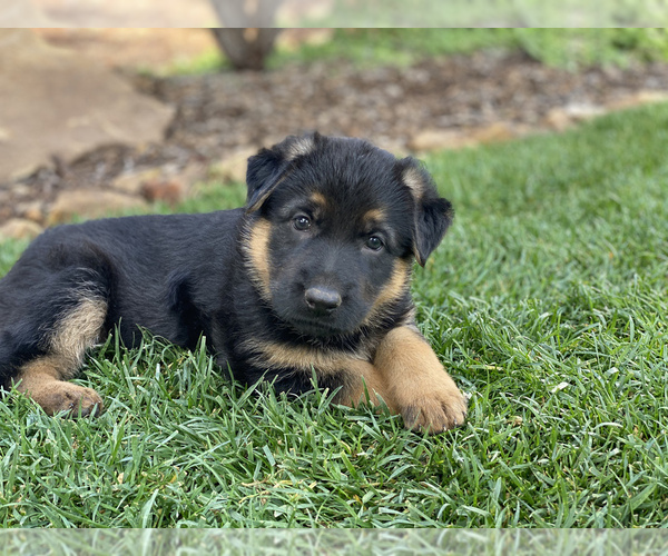 Medium Photo #5 German Shepherd Dog Puppy For Sale in OJAI, CA, USA