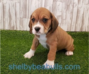 Medium Beagle-English Bulldog Mix
