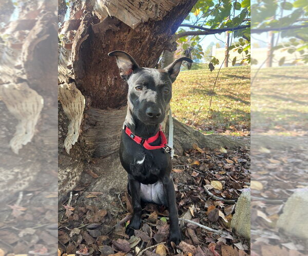 Medium Photo #3 Mutt Puppy For Sale in Candler, NC, USA