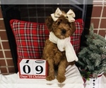 Small #2 Goldendoodle (Miniature)