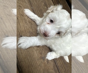Medium Maltipoo