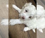 Puppy Puppy 1 Maltipoo
