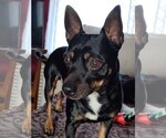Small Photo #1 Miniature Pinscher Puppy For Sale in Lee's Summit, MO, USA