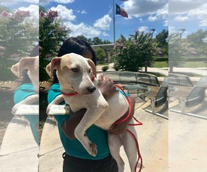 Jack Russell Terrier-Unknown Mix Dogs for adoption in Princeton, MN, USA