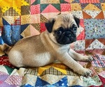 Puppy Yellow Girl Pug
