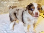 Puppy 1 Miniature Australian Shepherd