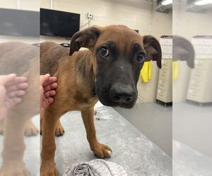 Black and Tan Coonhound-German Shepherd Dog Mix Dogs for adoption in Waco, TX, USA