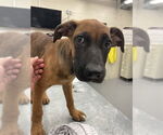 Small Black and Tan Coonhound-German Shepherd Dog Mix