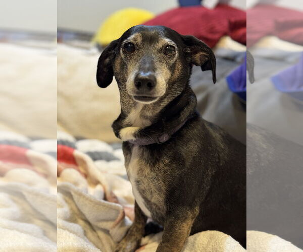 Medium Photo #5 Dachshund Puppy For Sale in Fruitland, SC, USA