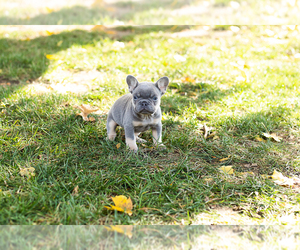 French Bulldog Puppy for sale in NAPPANEE, IN, USA