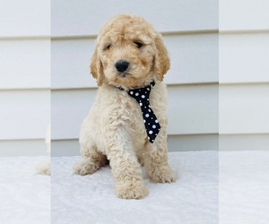 Goldendoodle-Poodle (Standard) Mix Puppy for sale in ORLANDO, FL, USA