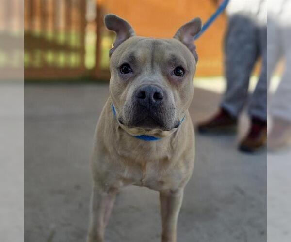 Medium Photo #1 Mutt Puppy For Sale in Las Vegas, NV, USA