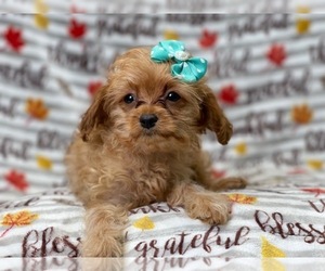 Cavapoo Puppy for sale in LAKELAND, FL, USA