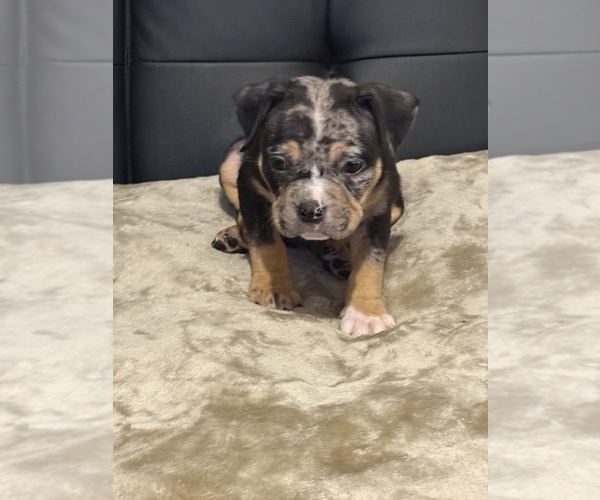 Medium Photo #6 American Bully Puppy For Sale in BOLIVAR, MO, USA