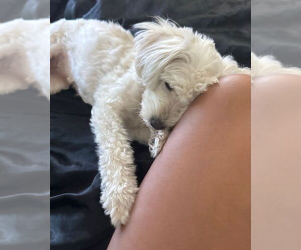 Medium Photo #4 Labradoodle-Maltese Mix Puppy For Sale in LOS ANGELES, CA, USA