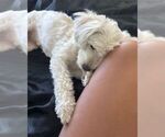Small #3 Labradoodle-Maltese Mix