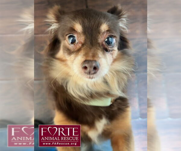 Medium Photo #3 Chiranian Puppy For Sale in Marina del Rey, CA, USA