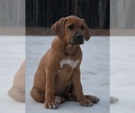 Puppy Puppy 5 Rhodesian Ridgeback