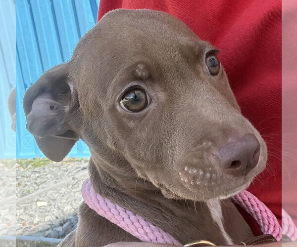 Medium Photo #4 Labrador Retriever-Unknown Mix Puppy For Sale in Sanford, FL, USA