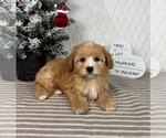 Small #1 Cavapoo (Miniature)