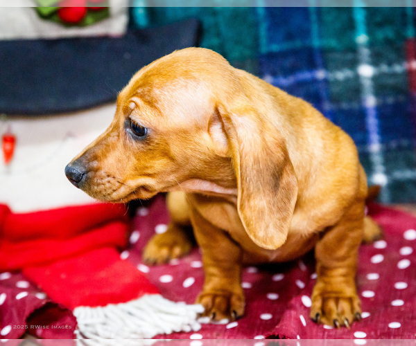 Medium Photo #3 Dachshund Puppy For Sale in WAKARUSA, IN, USA