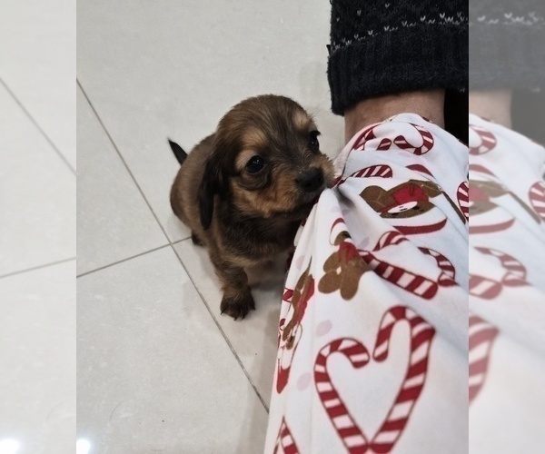 Medium Photo #6 Dachshund Puppy For Sale in SAINT CLOUD, FL, USA