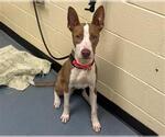 Small #1 American Pit Bull Terrier