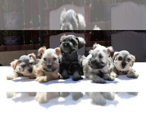 Schnauzer (Miniature) Puppy for Sale in LAKESIDE, California USA
