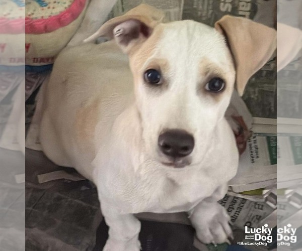 Medium Photo #1 Labrador Retriever-Unknown Mix Puppy For Sale in Washington, DC, USA