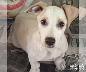 Labrador Retriever-Unknown Mix Dogs for adoption in Washington, DC, USA