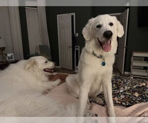 Kodi - Male Great Pyrenees Dog for Adoption - Photo #3