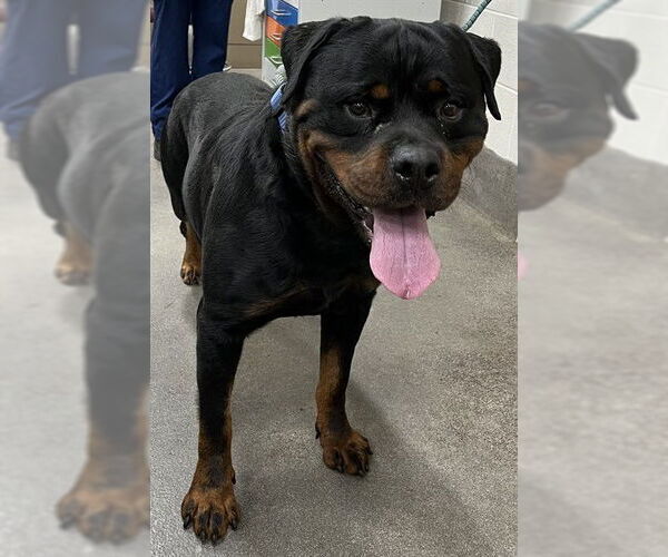 Medium Photo #1 Rottweiler Puppy For Sale in Forestville, MD, USA