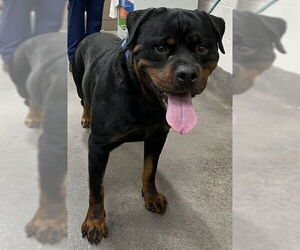 Rottweiler Dogs for adoption in Forestville, MD, USA