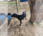 Small #14 Catahoula Leopard Dog