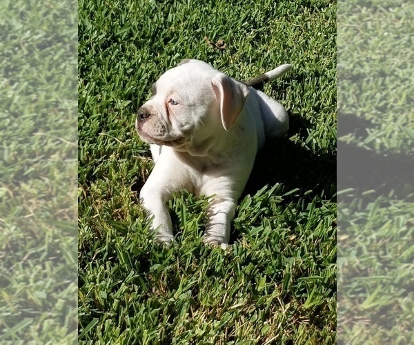 Medium Photo #2 American Bulldog Puppy For Sale in LULING, TX, USA